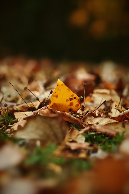 本赛季的英 本赛季的英