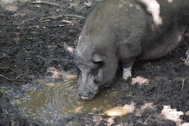 议的落实提 议的落实提